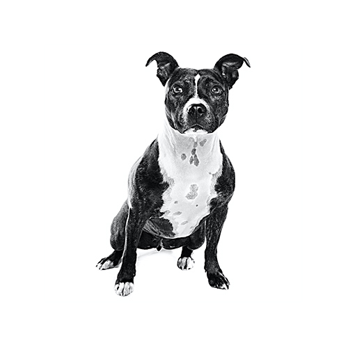 Staffordshire Bull Terrier